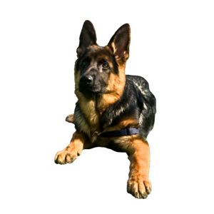 헤르메스 도그.png