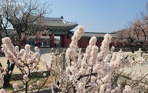 오얏꽃과 벚꽃 핀 궁.jpg