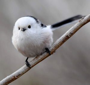 오목눈이 쿠리오.png