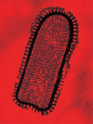 광견병 바이러스.jpg