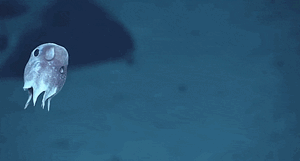 우무문어 프로필 2.gif